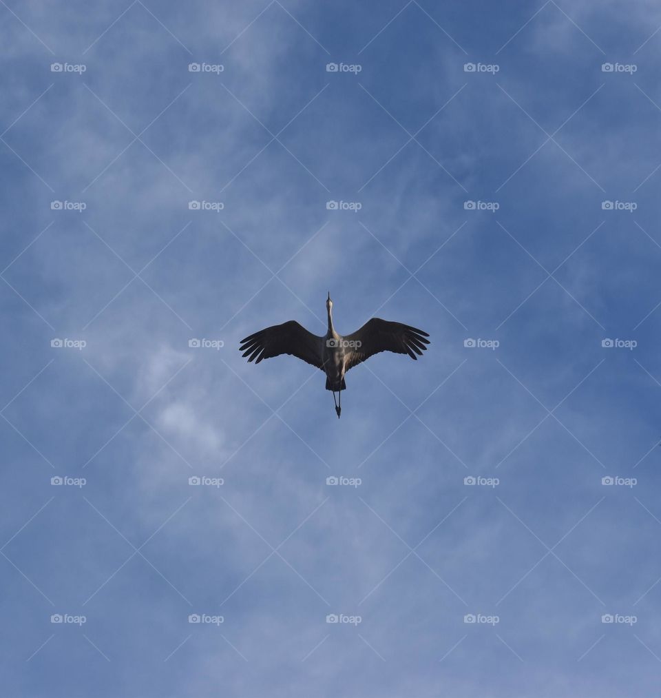 A silhouetted bird against the blue fall sky