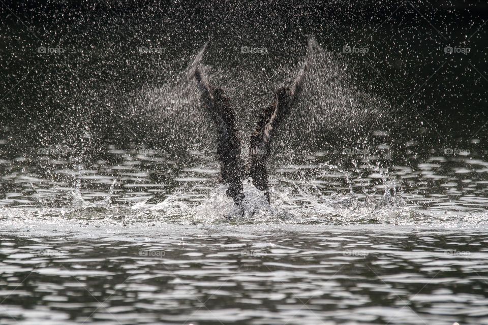 Cormorant bird smashing wings in a pond