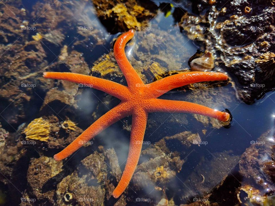 orange starfish