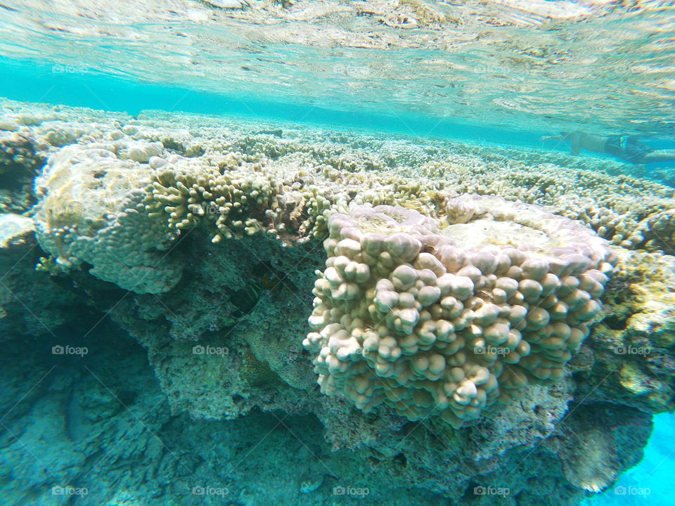 Coral in atoll 