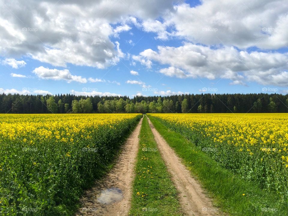 Rapeseed field