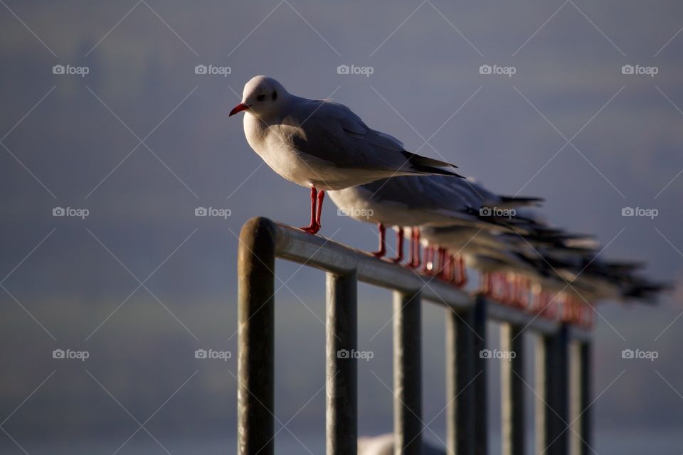 Seagulls perching on metal