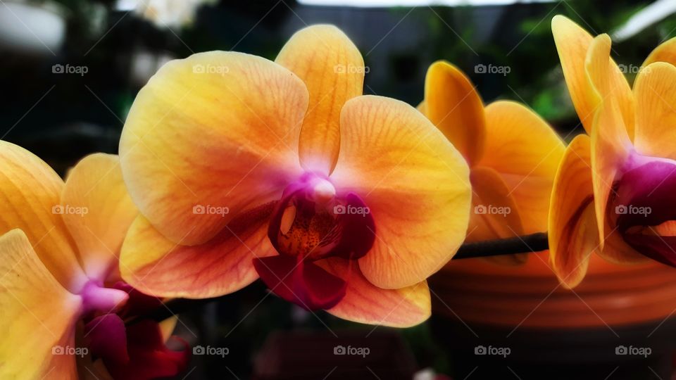 Orange orchid,landscape,summer,colorful,botany,spring,summer,nature,reflection,botany,blossom,floral,garden,plant,season,Orange,flower