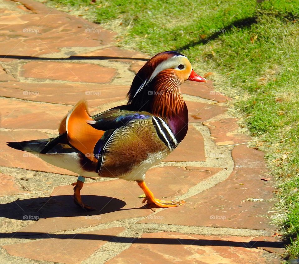 Mandarin duck