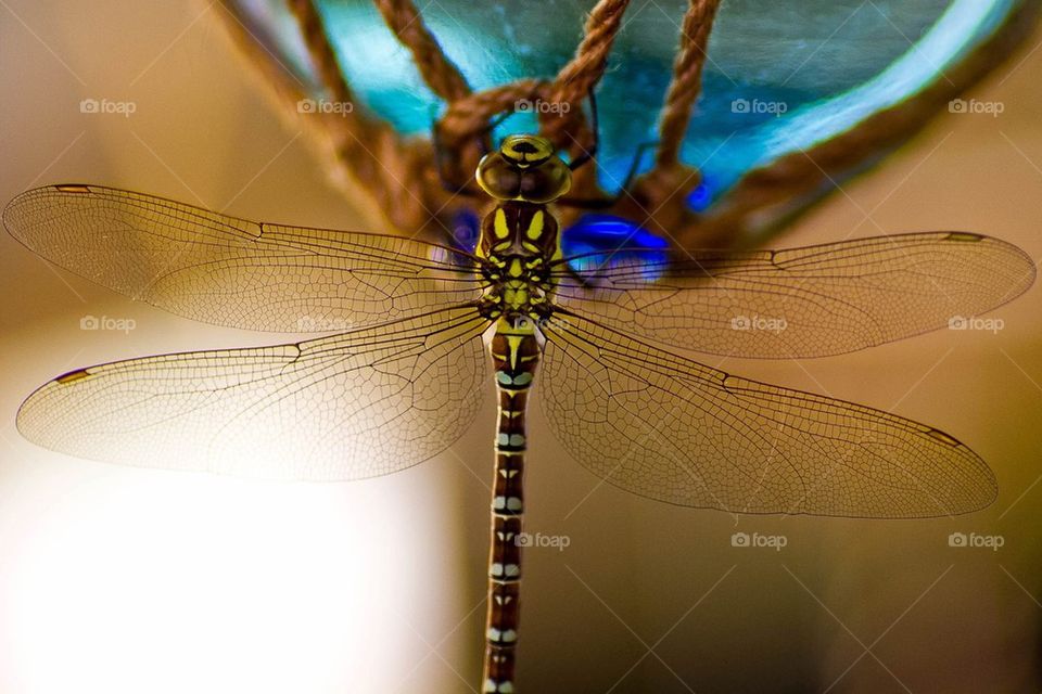 Dragonfly