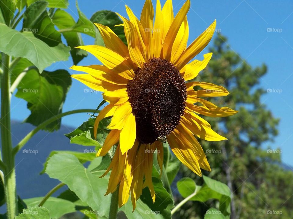 Sunflower. Taken during a vacation near Glacier National Park, Montana 