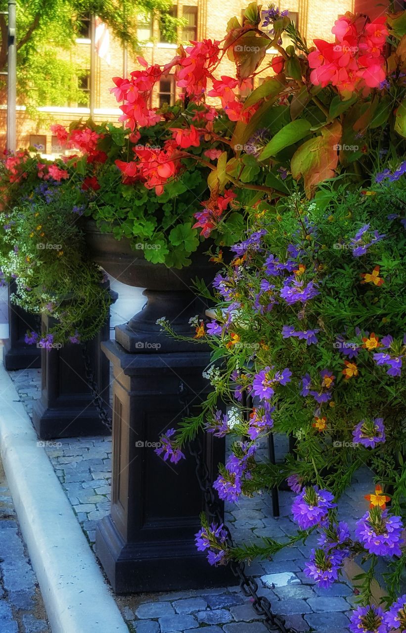 Colorful Floral Planters