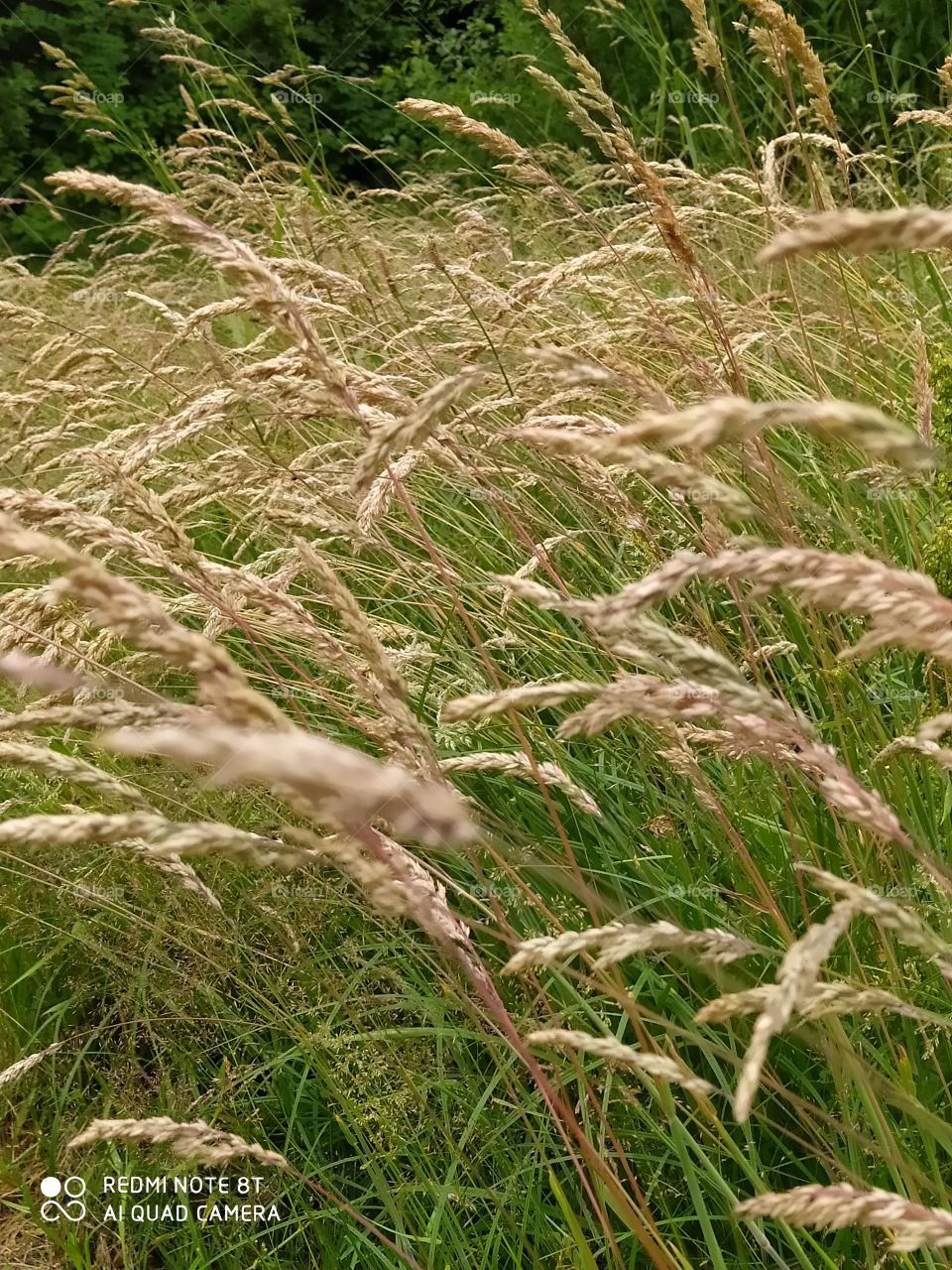 grass
