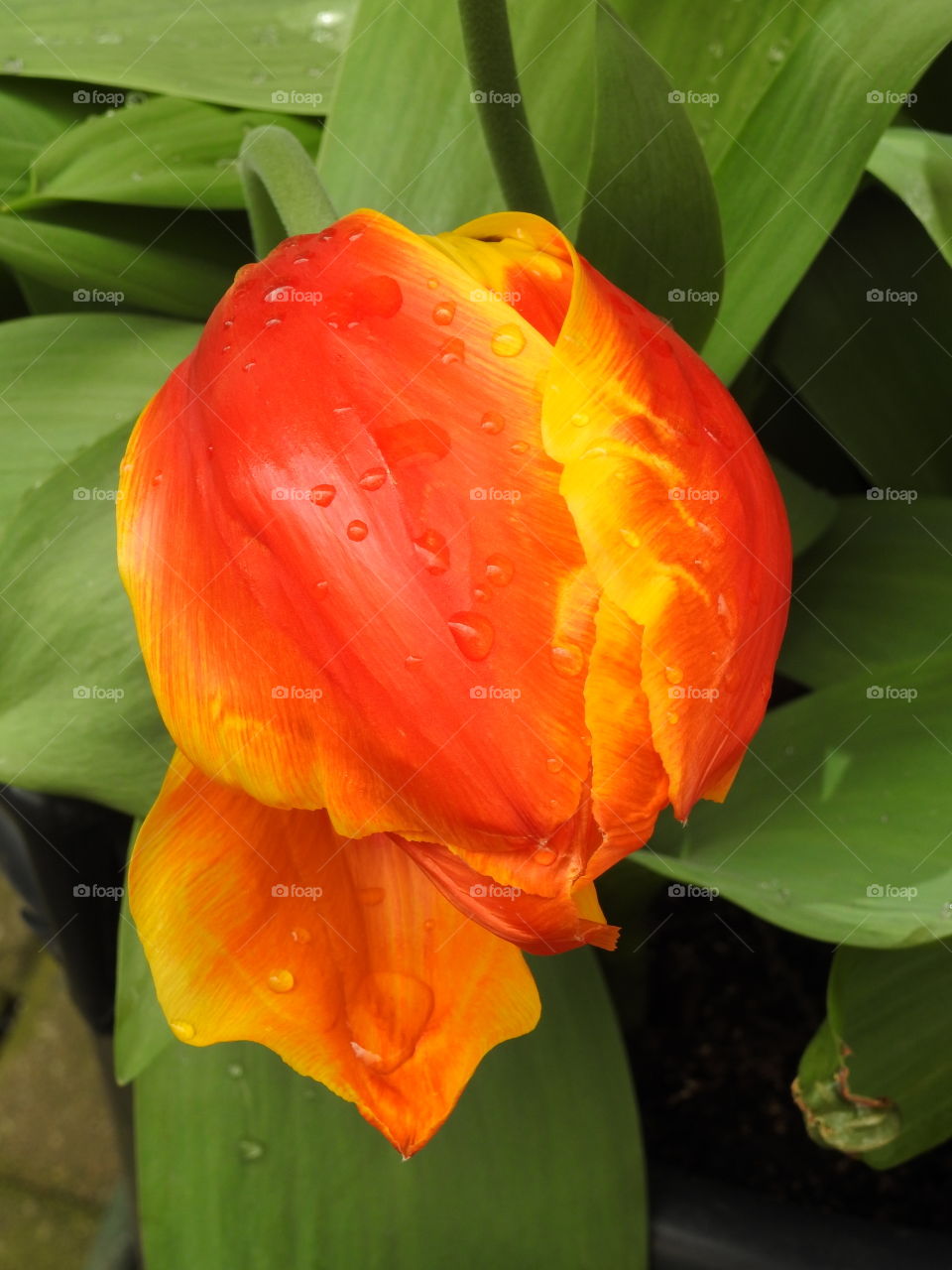 Tulip close-up