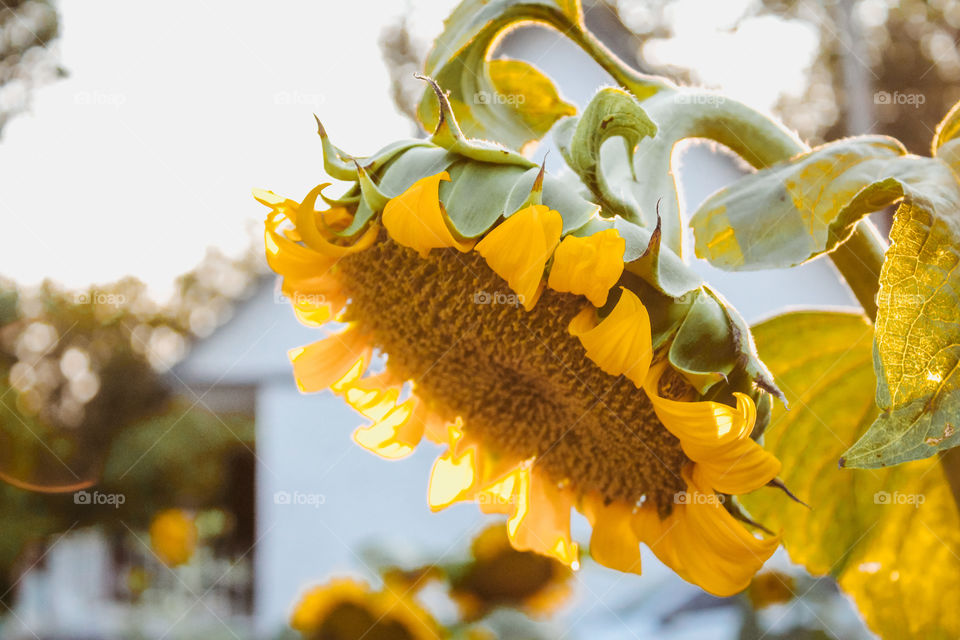 sunflower, golden hour