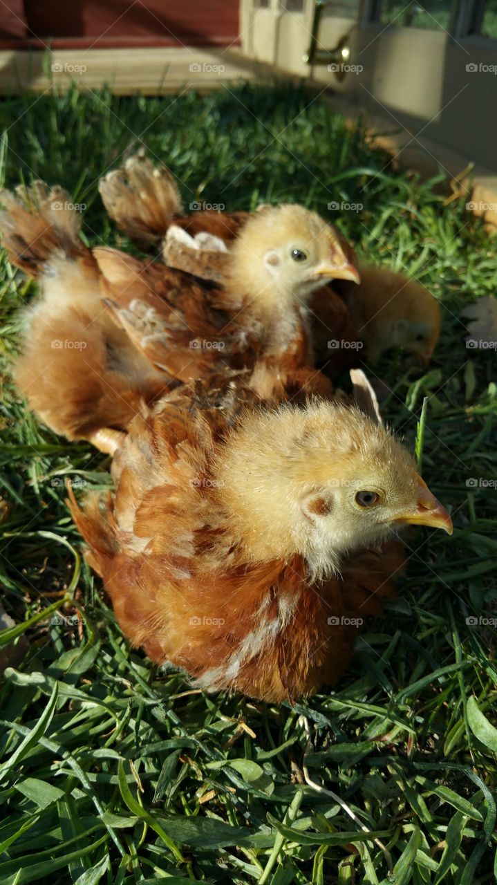 Chicks becoming Chickens. The first day my chicks were put outside, I took this photo