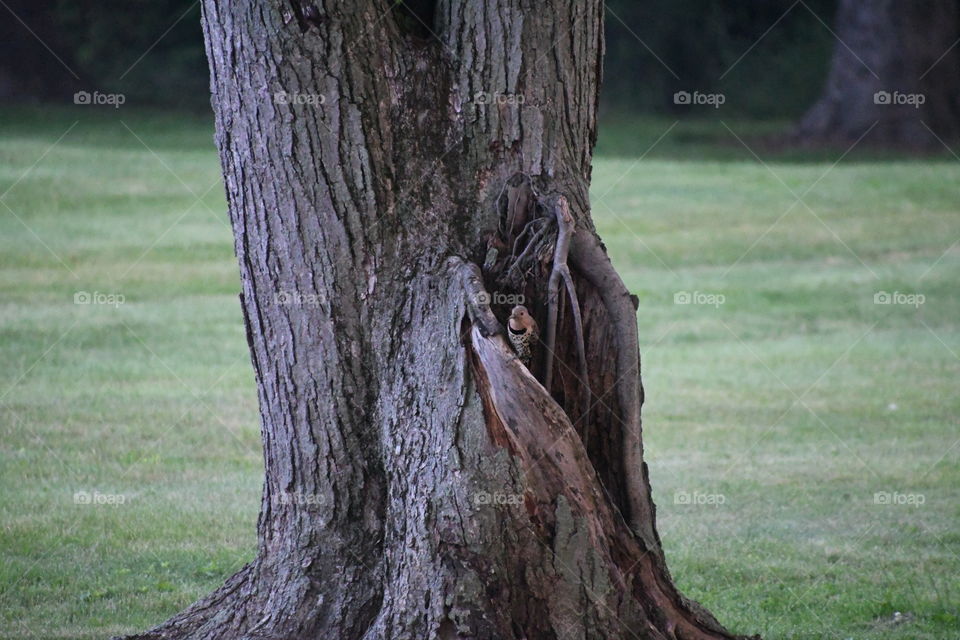 woodpecker sitting in tree