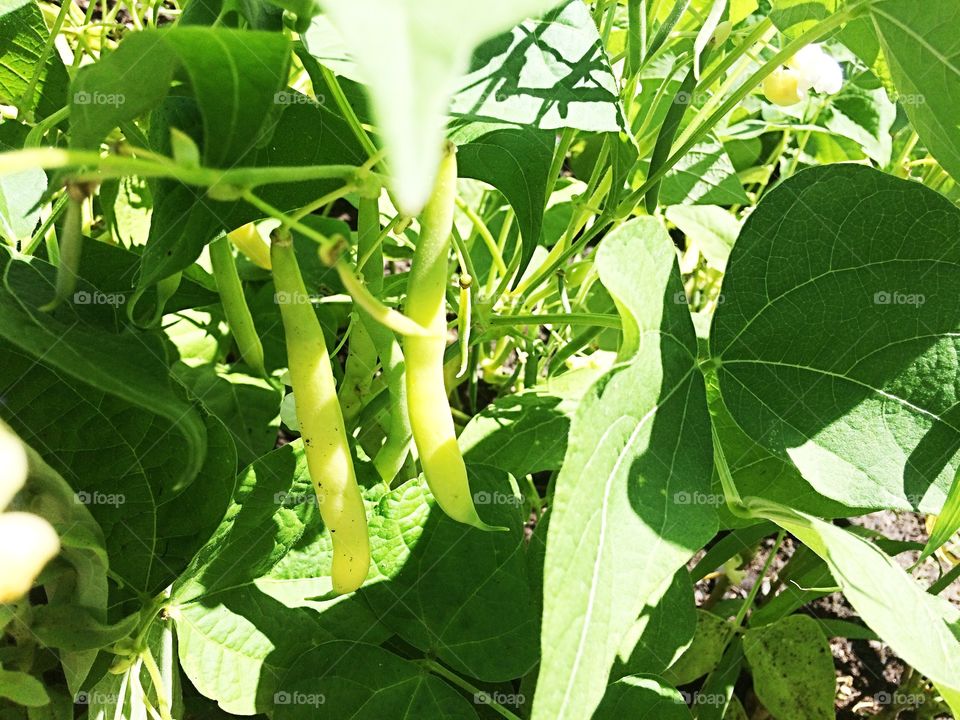 Yellow beans 
