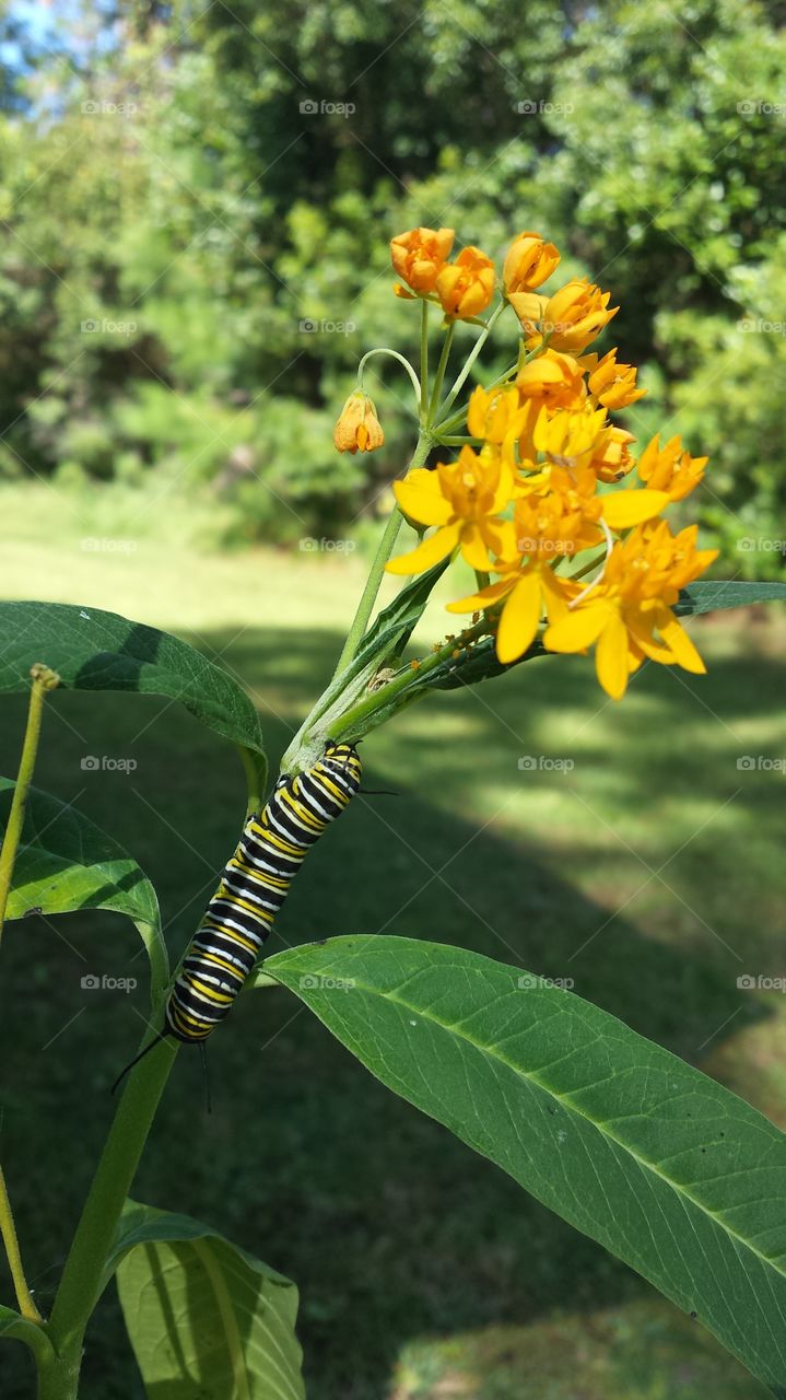 Caterpillar. Caterpillar climbing a Mexican Milkweed