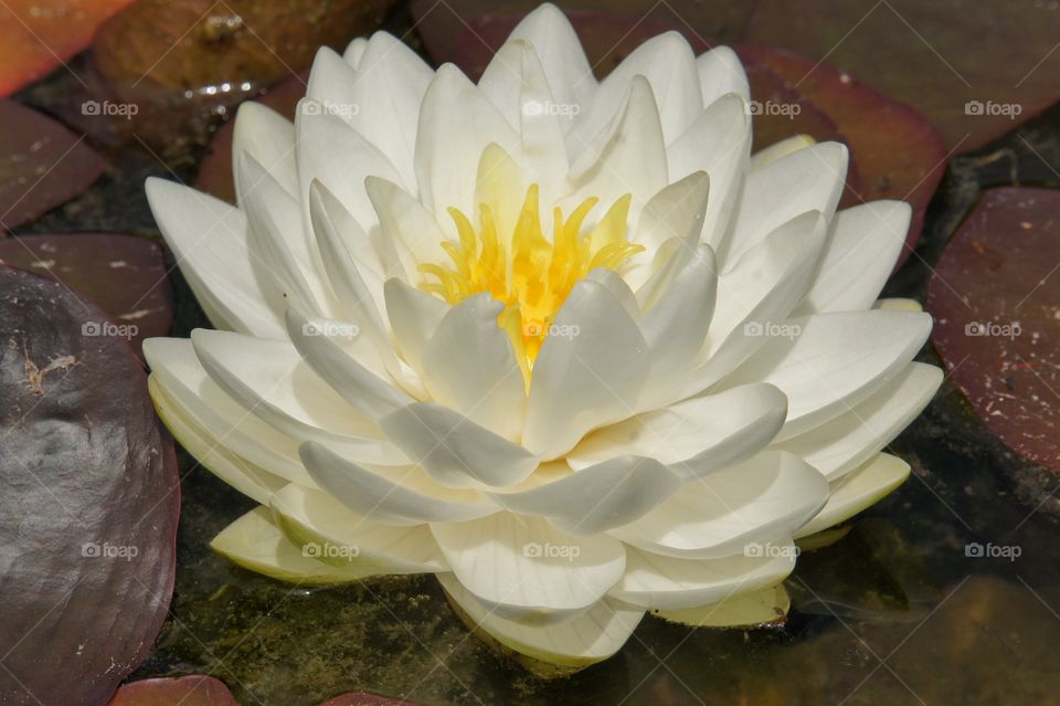 White Water Lilly