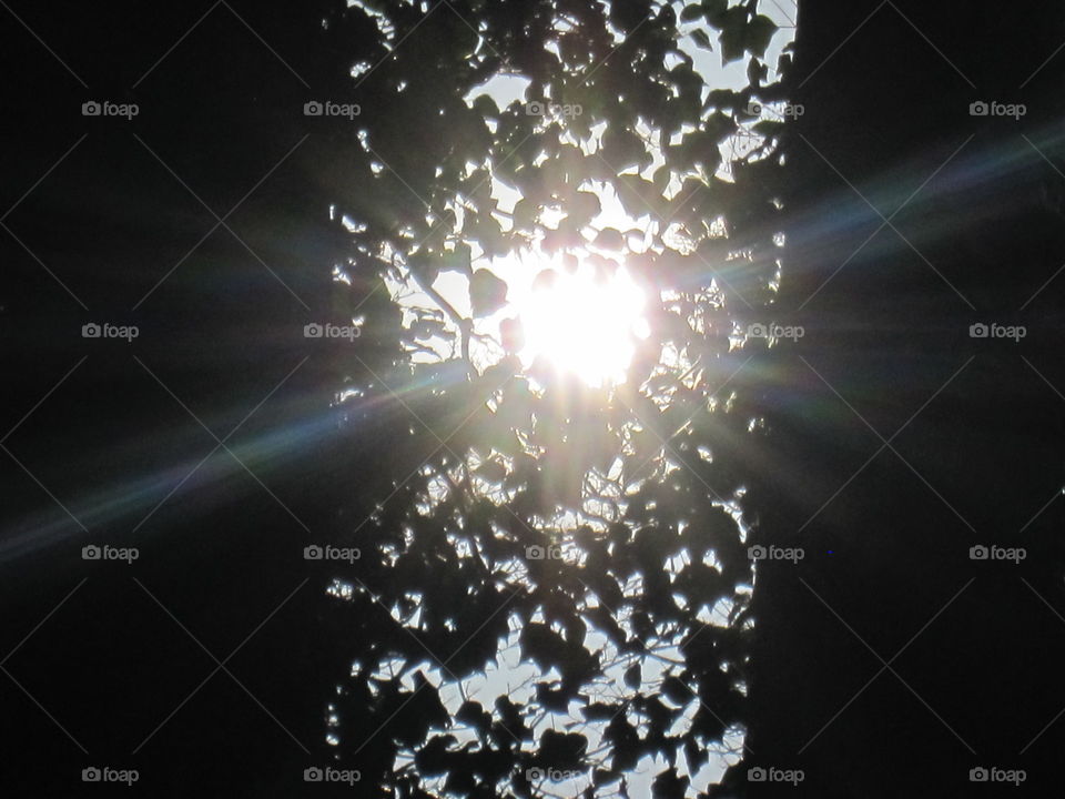 Sunrays Through Leaves