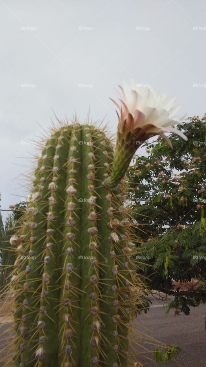 giant cactus bloom