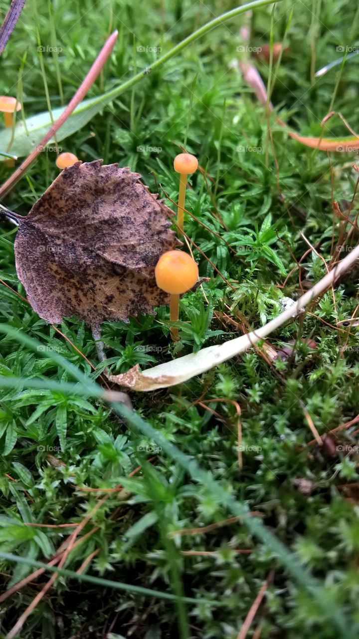 fungus