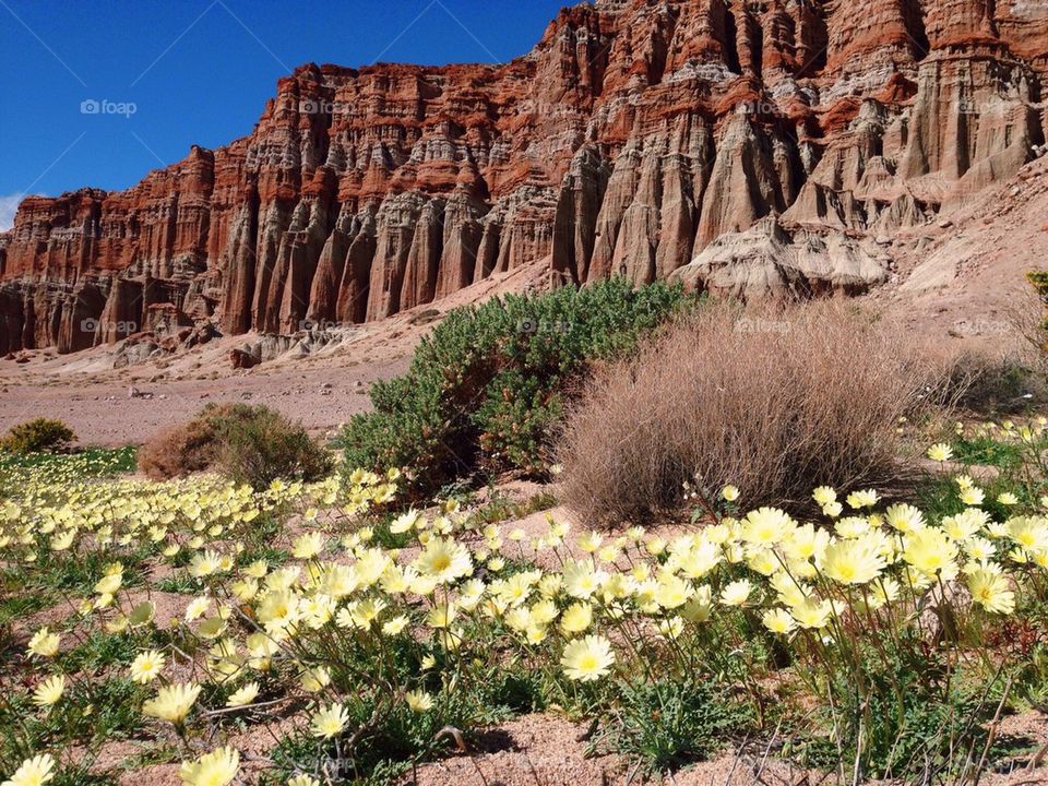 Desert in spring