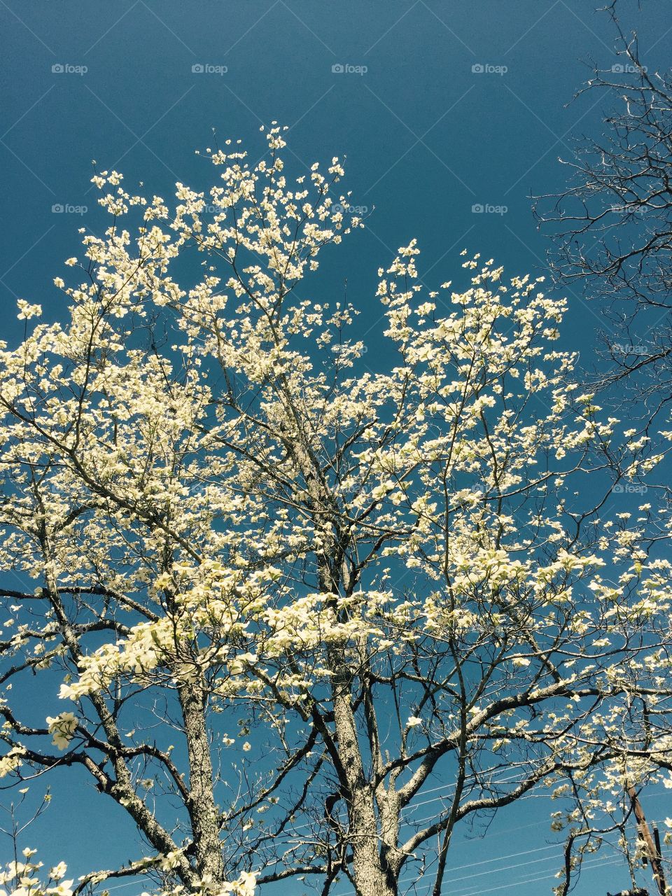 White flowering dogwood  tree in bloom against a beautiful blue sky.