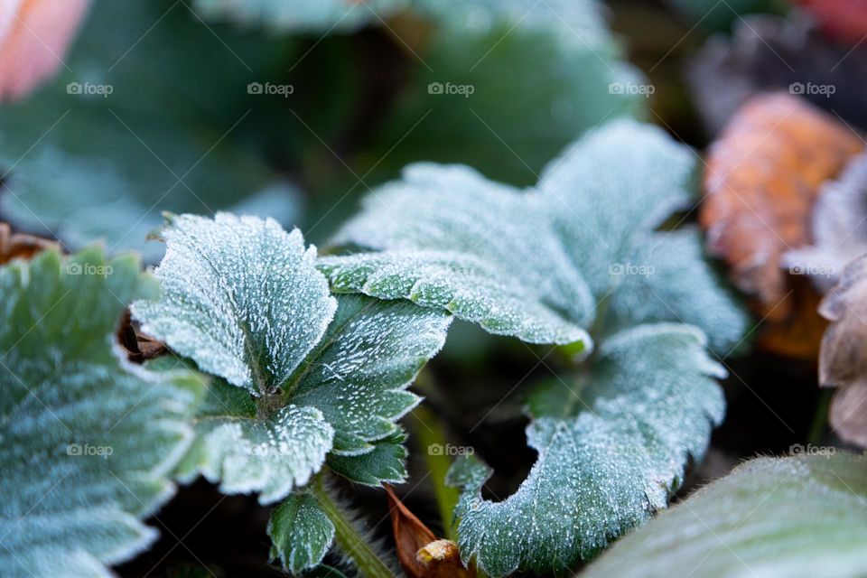 frozen leaves