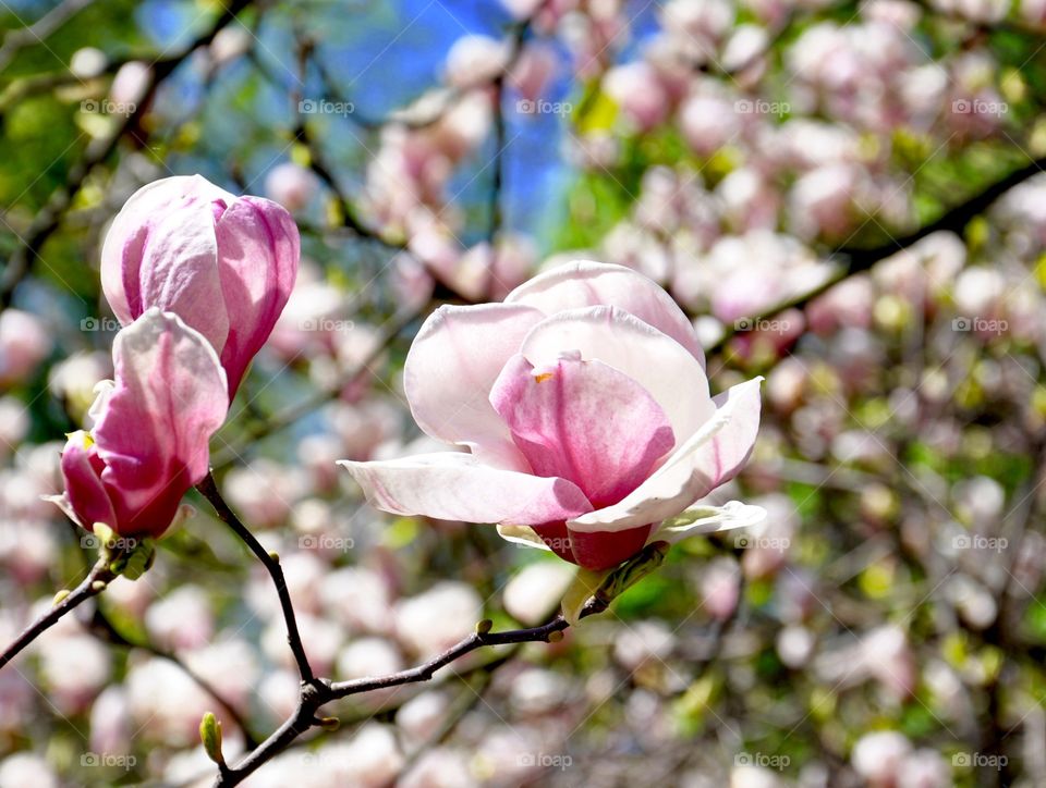 Beautiful blooming magnolia tree