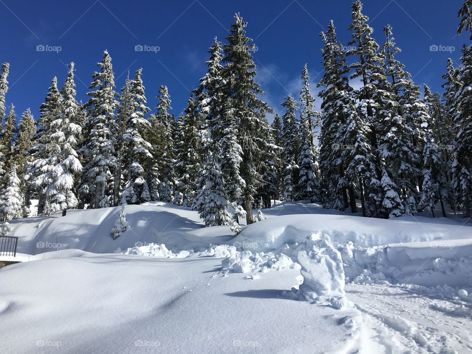 Forest in winter