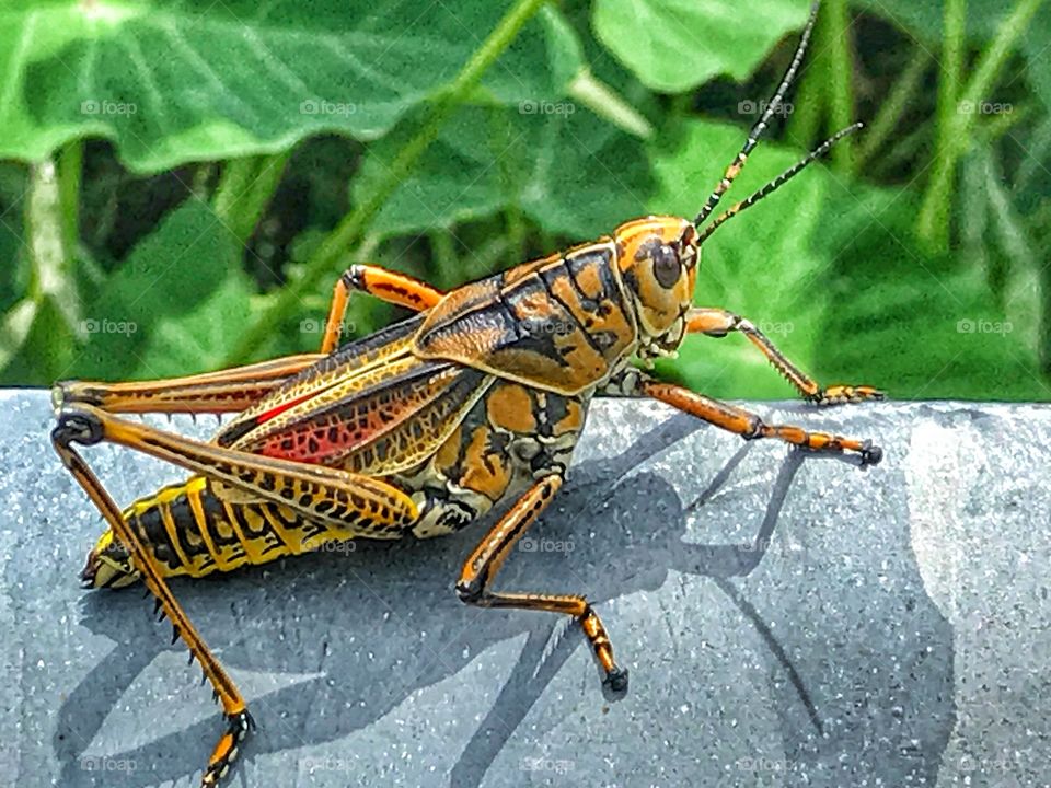 Colorful lubber grasshopper