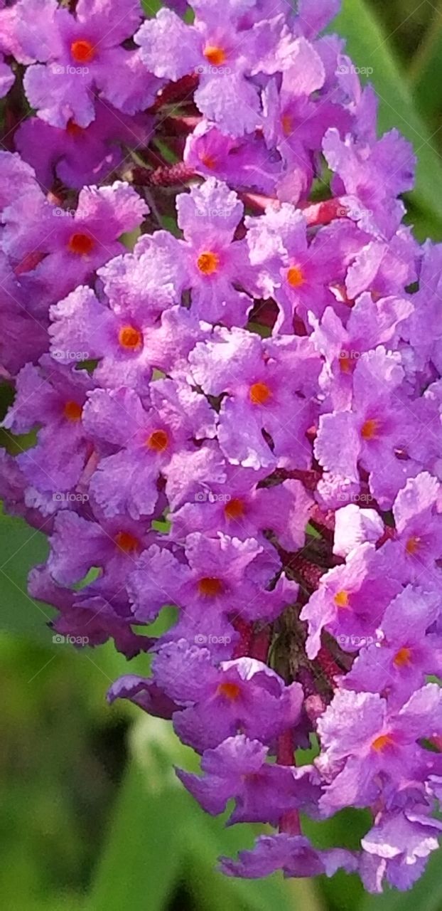 close up of butterfly bush