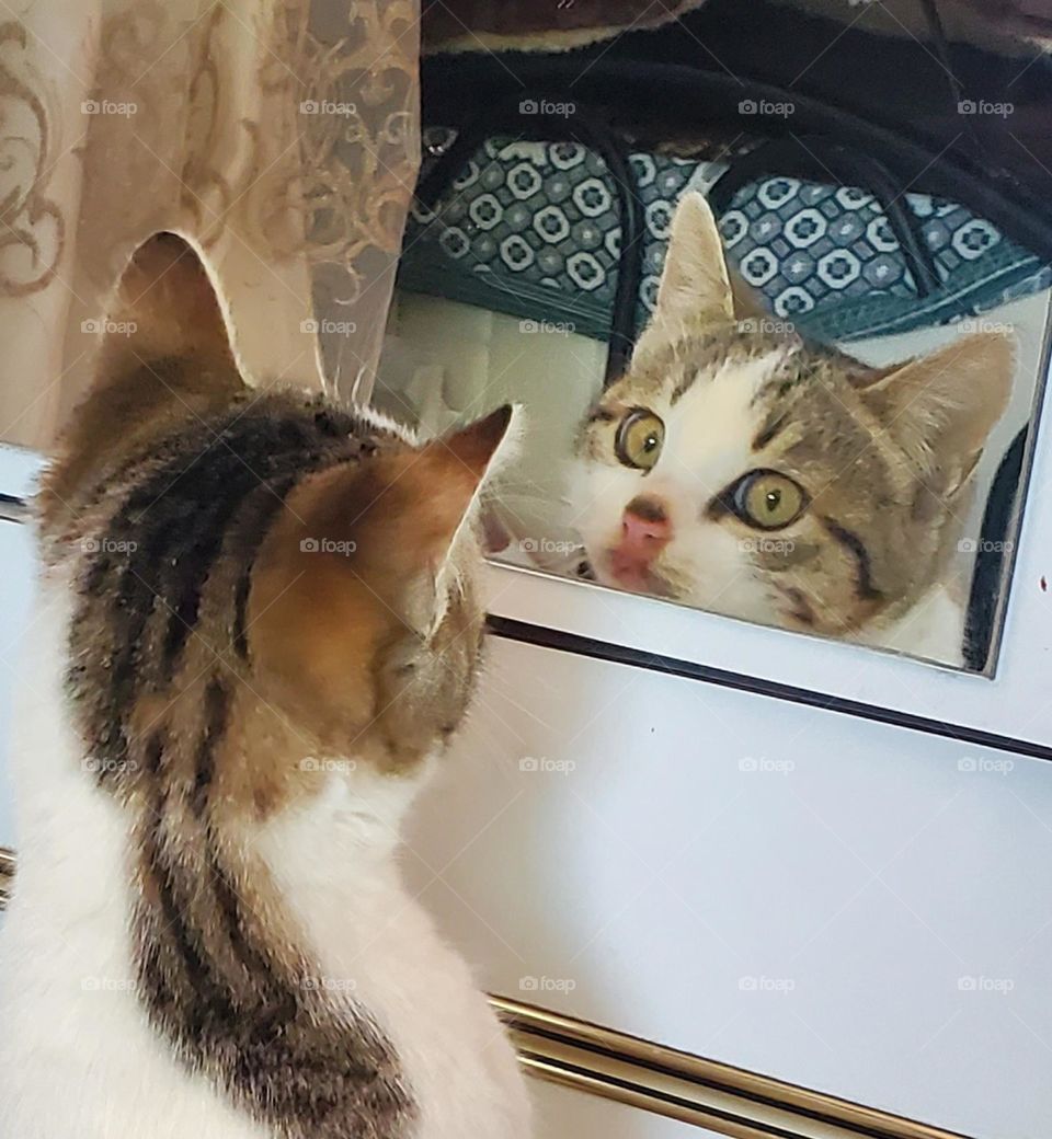 My pet cat made me laugh the first time he looked at himself in the mirror