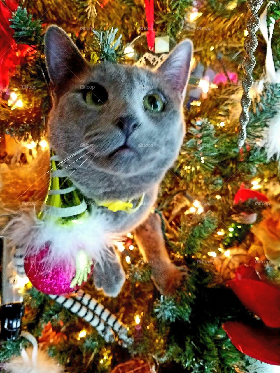 Meow Christmas