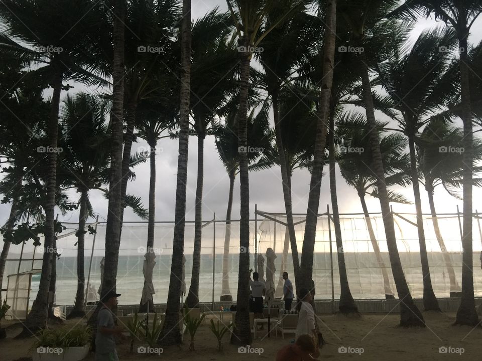 Tree, No Person, Palm, Beach, Tropical