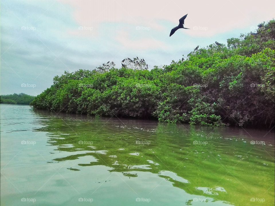 Manglares de Tumbes. Aves hermosas
