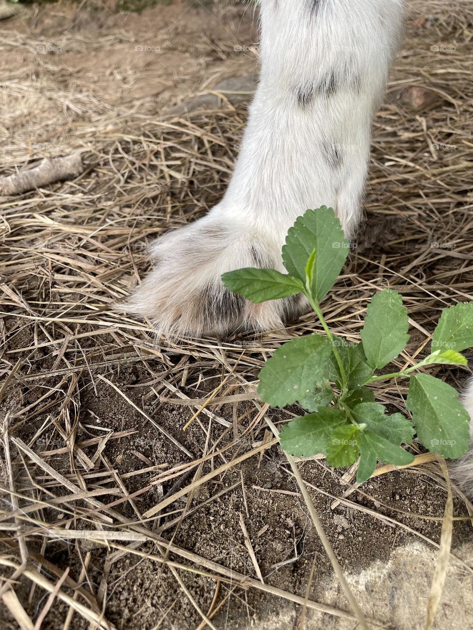 I will grow
