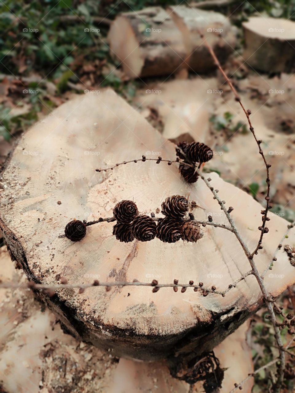 pine cones