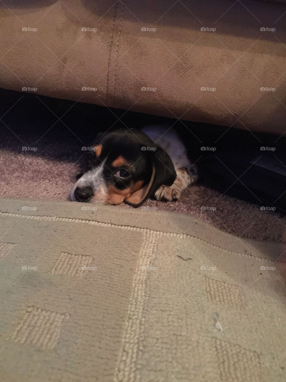 Being lazy with laying under the couch 