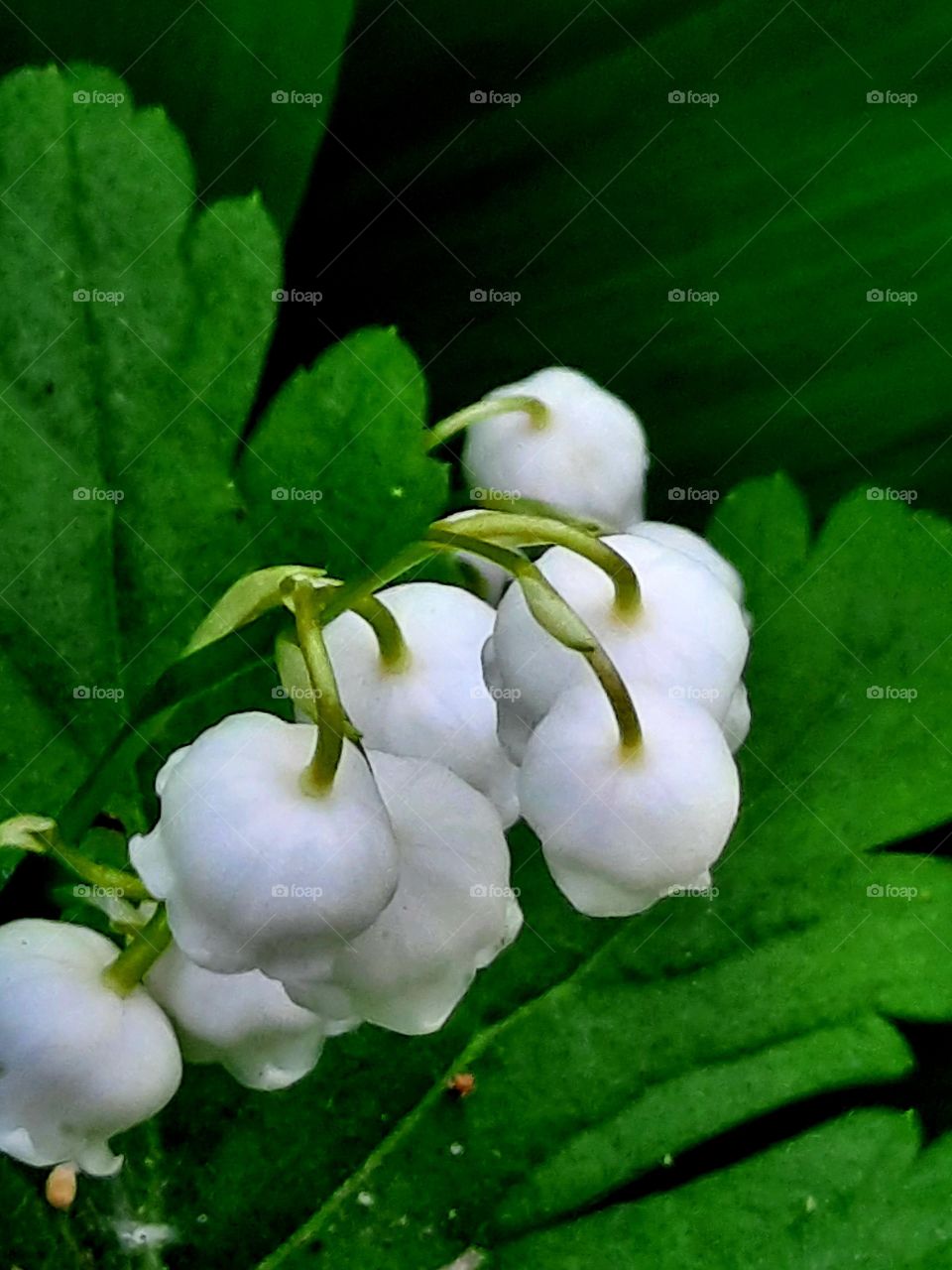 white fragrant flowers of lilly of the valley