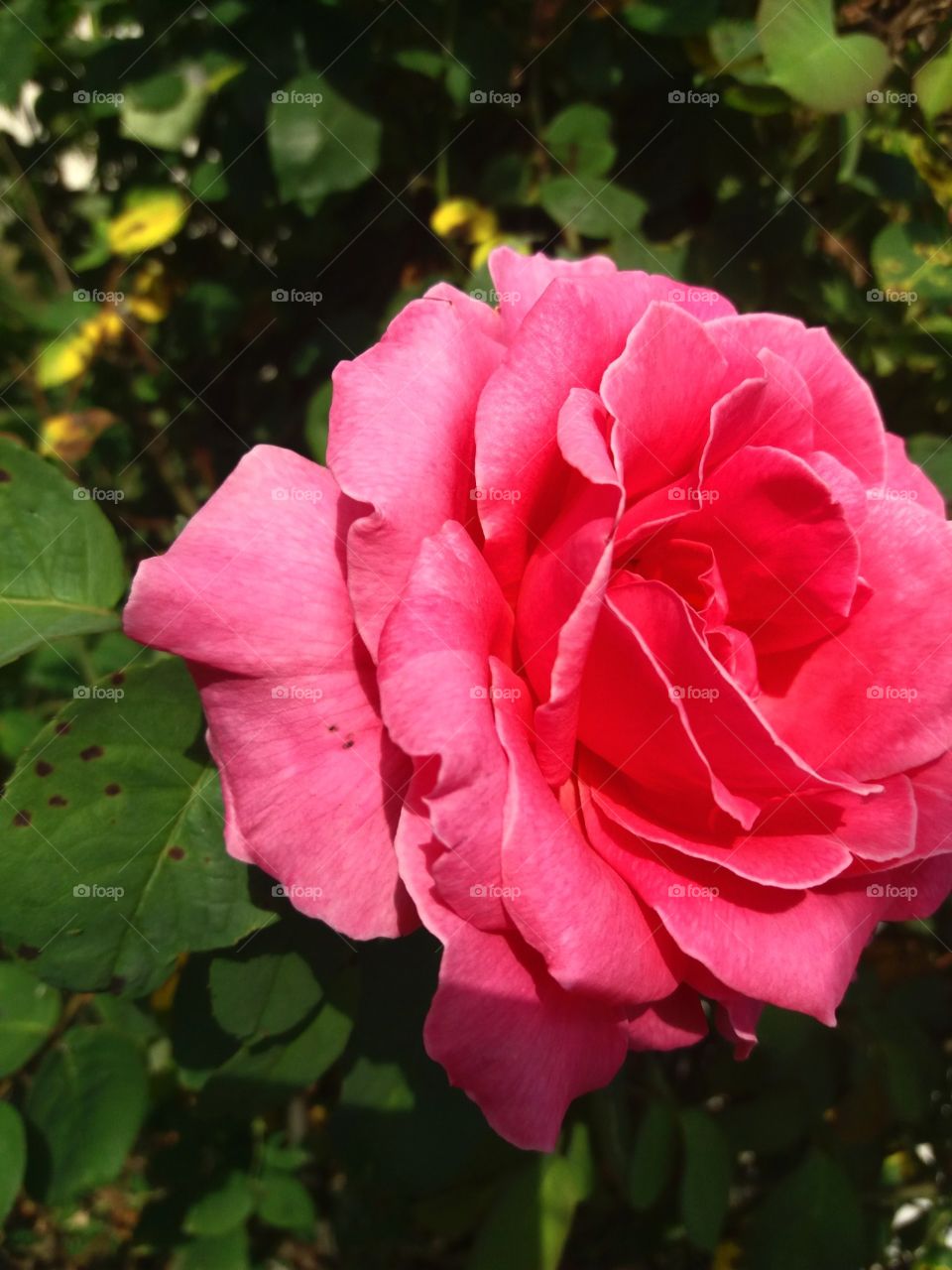 rose 😍