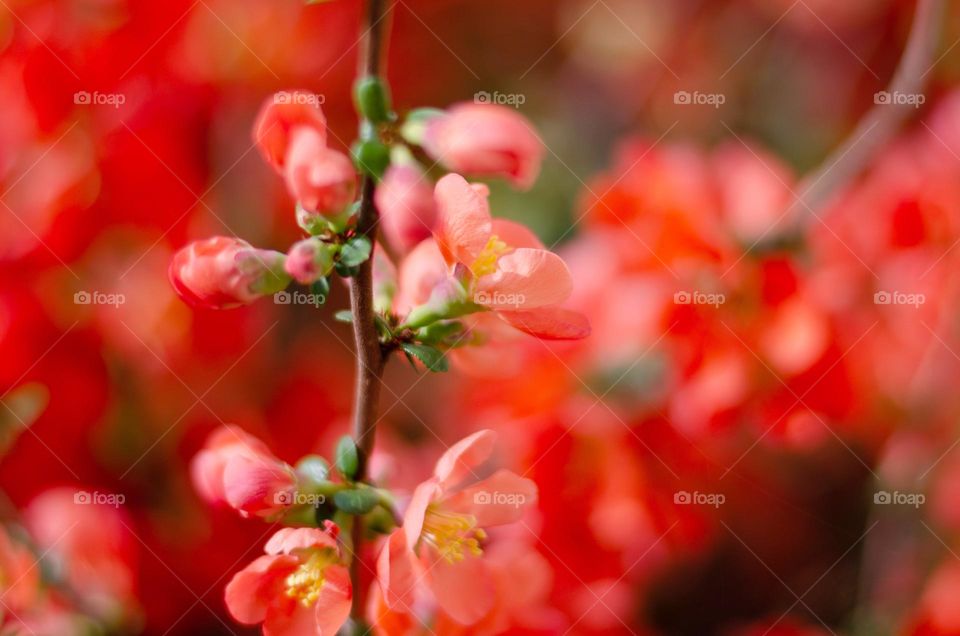 Complementary Colors, Red and Green