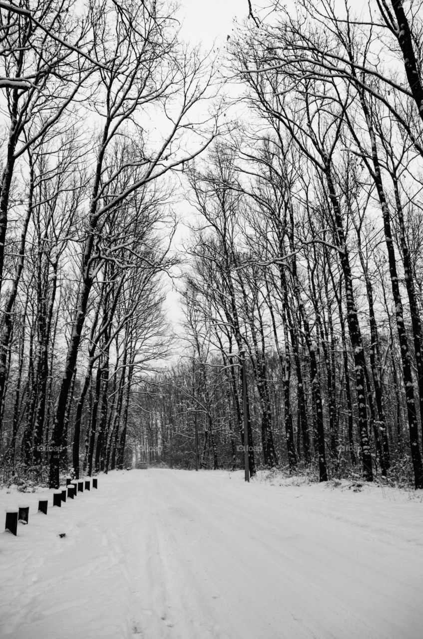 Black and white forest trail