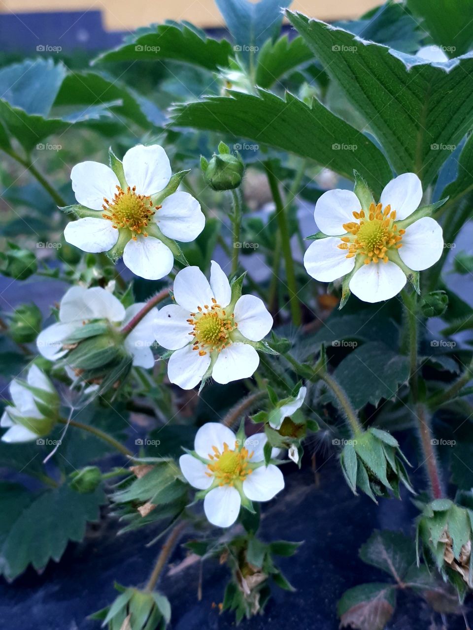 Flowers of strawberrys