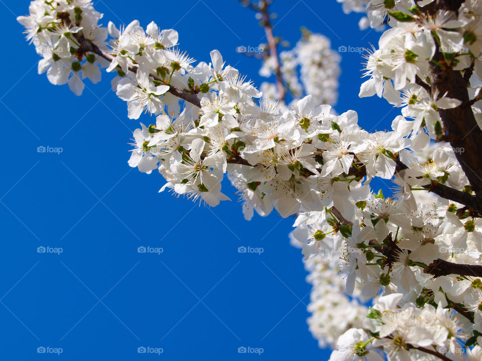 Beautiful white blooming plum tree. Sky in the background.