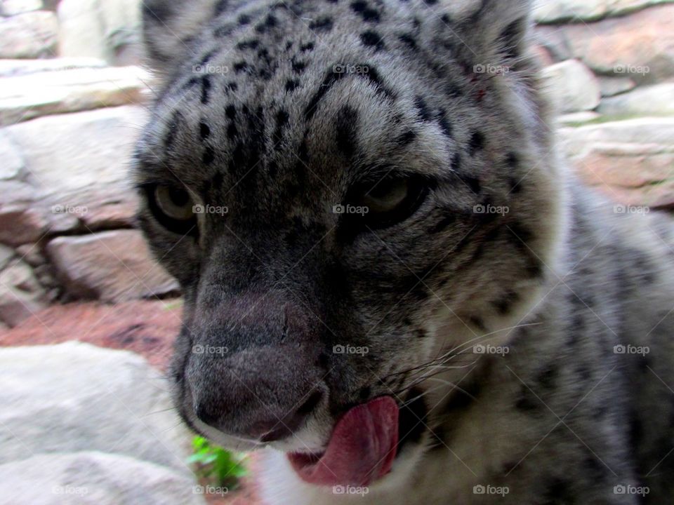 Snow Leopard