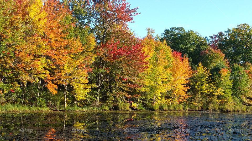 trees reflect in pond in the fall