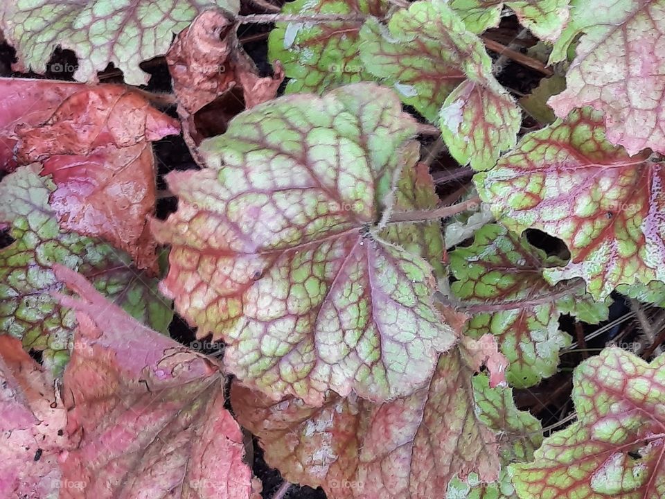 autumn  colours in garden - green and pink leaves of heuchera