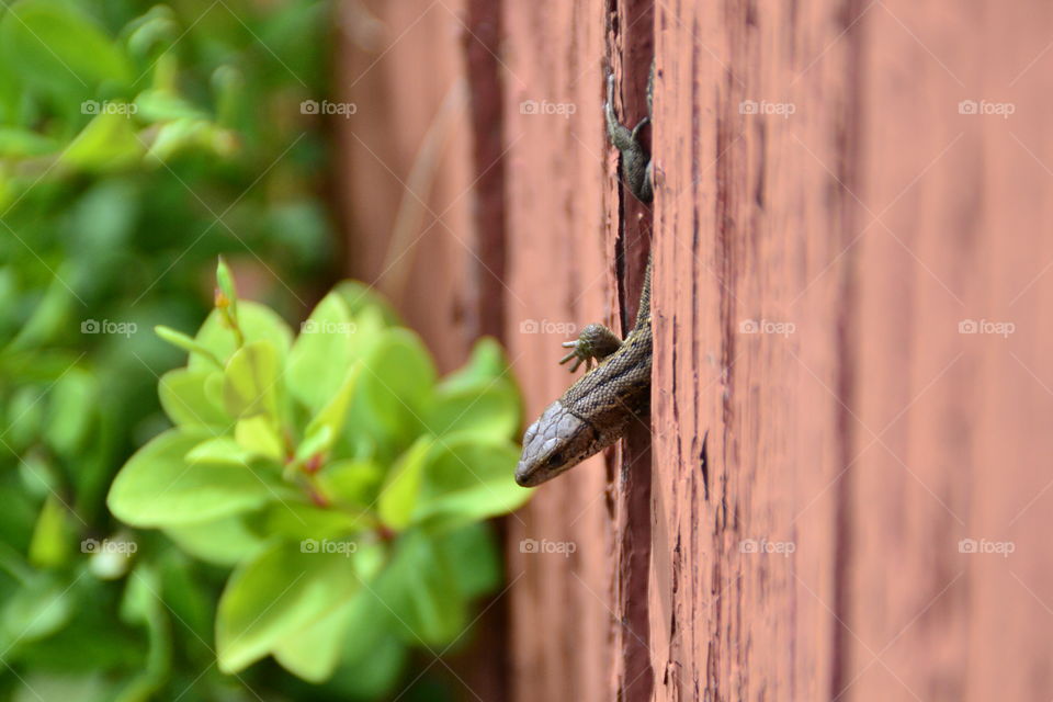 Lizard. Wild animal captured in our Wall. 