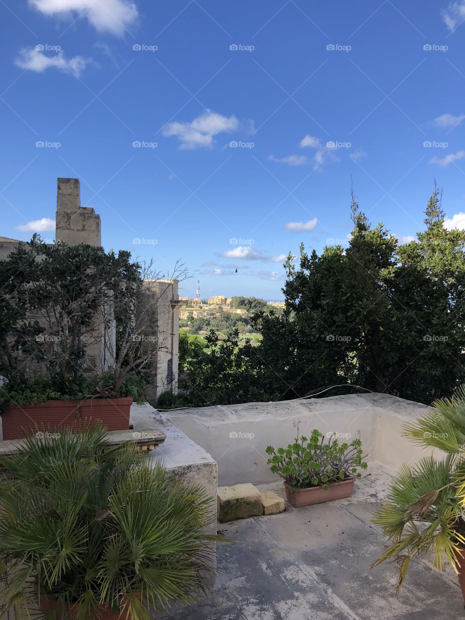 Stunning views taken from a nearby rooftop of hidden green, growing life in Mdina, Malta. 