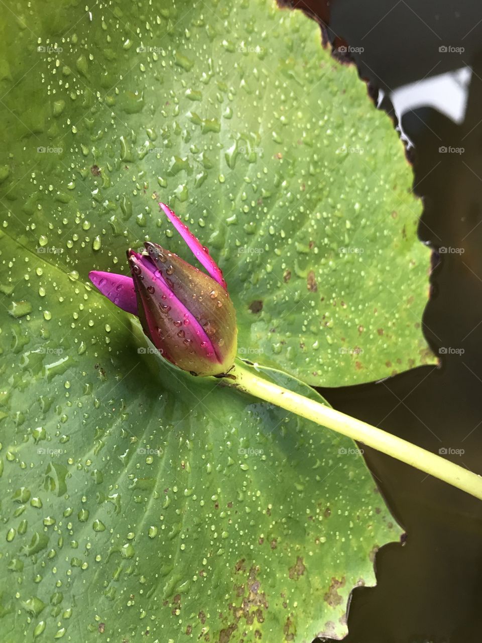 Close up photography of a lotus flower 