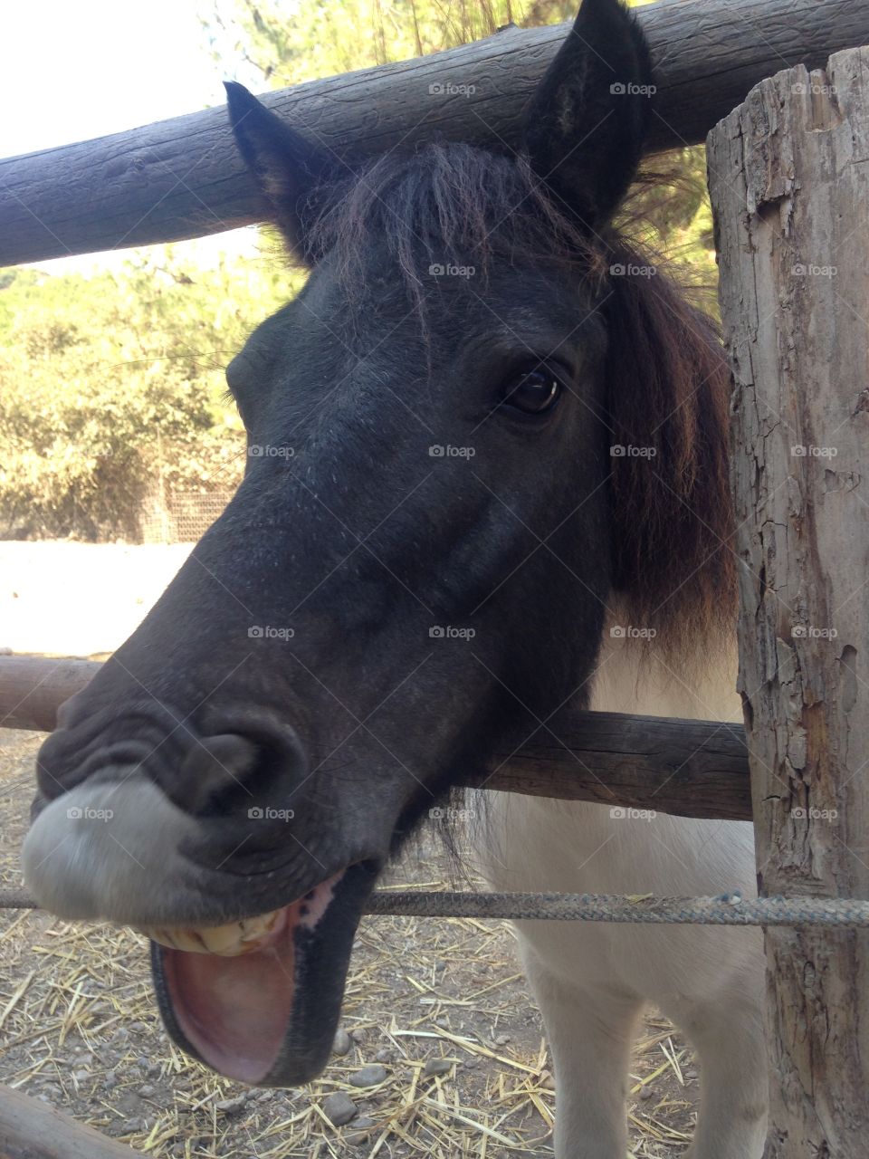 Funny animals. A singing horse :)