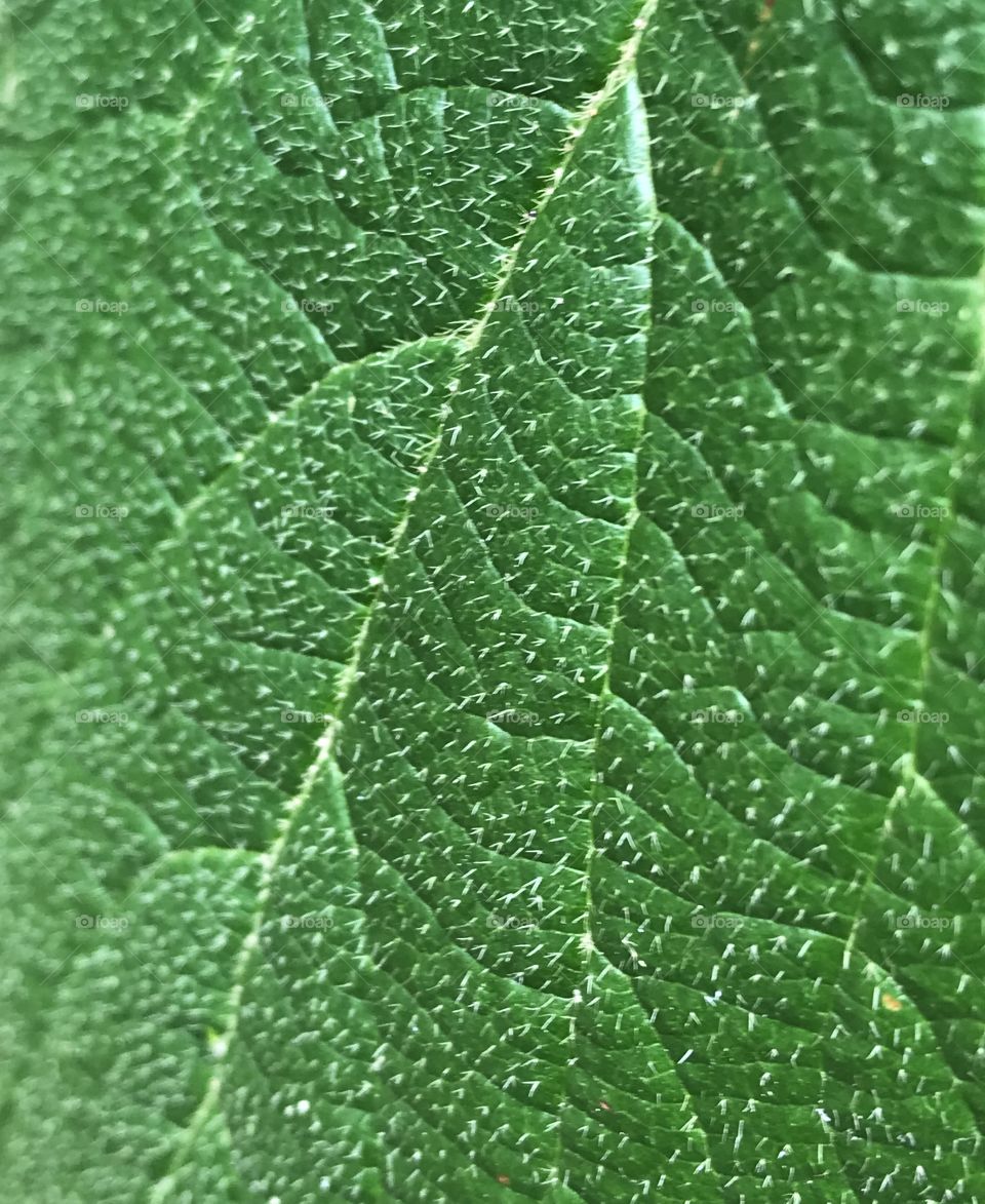Leaf Closeup Full Screen 